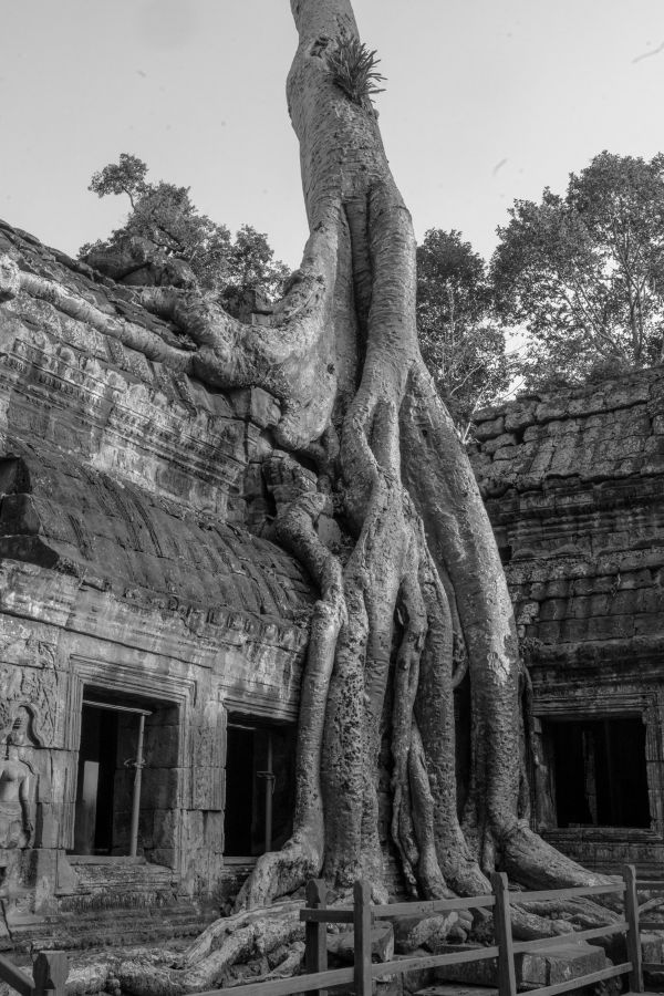 ta prohm-164.jpg